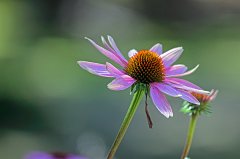 Echinacea