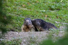 Marmot