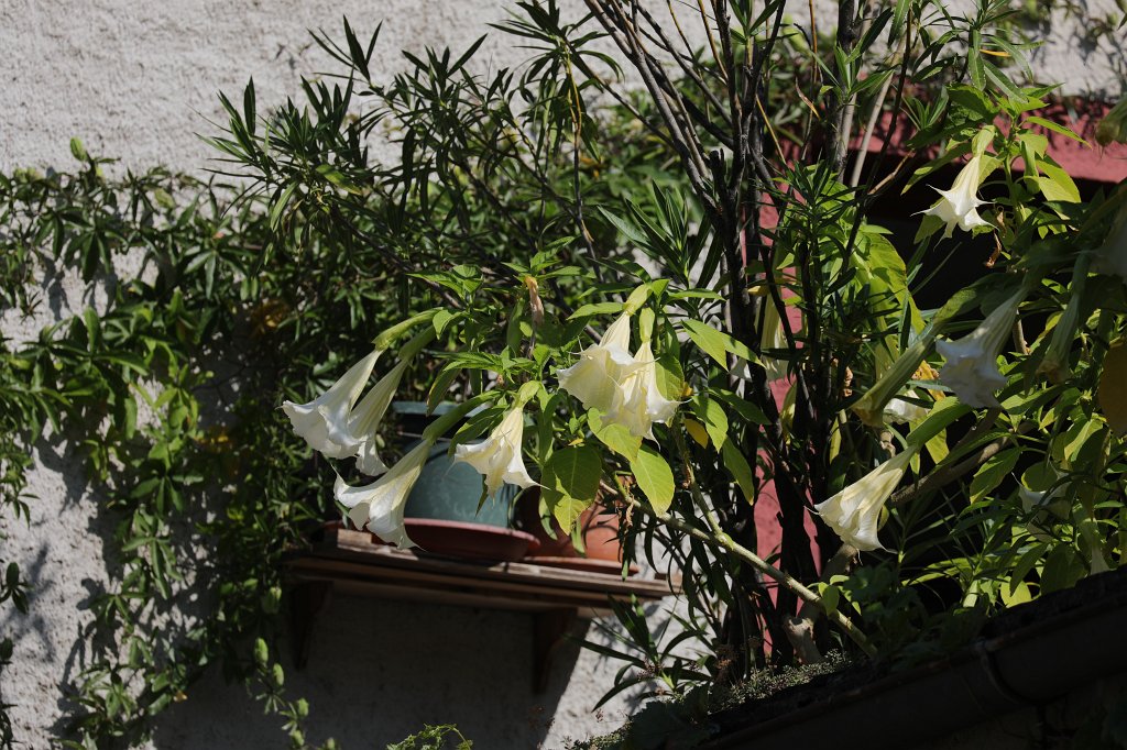 574B7220.JPG -  Campsis  ( Trompetenblume )