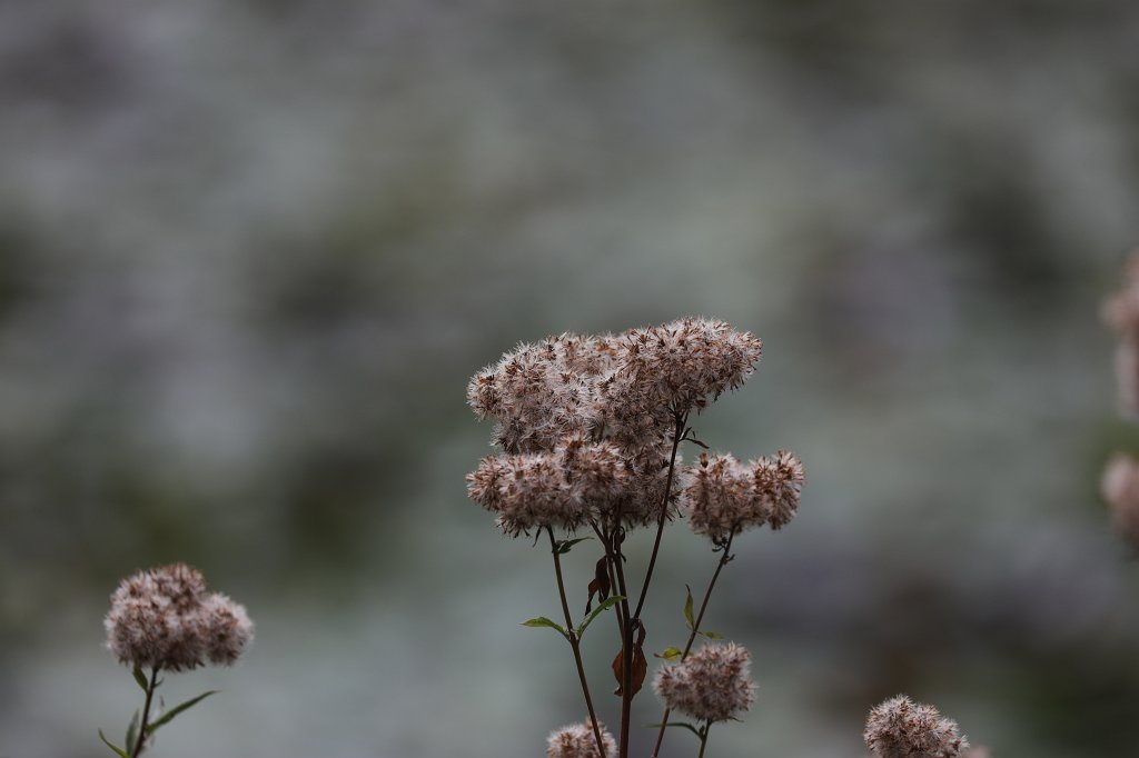 574B7547.JPG - Flower