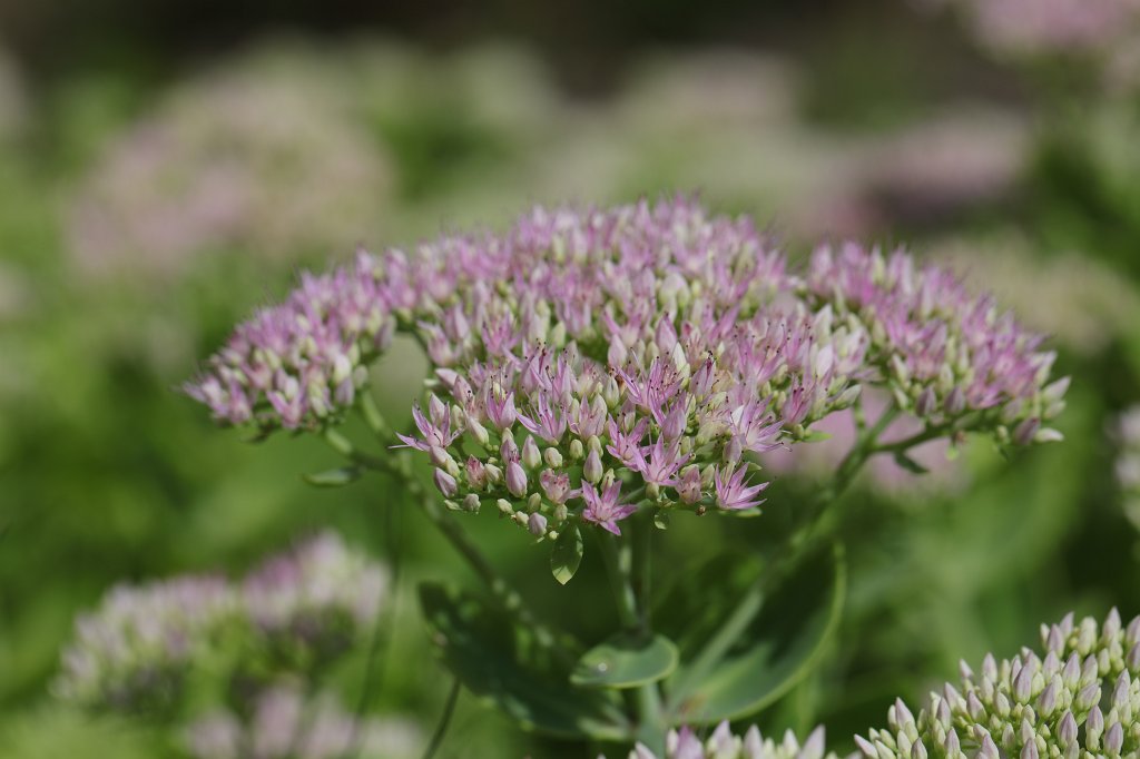 574B7551.JPG -  Sedum spectabile  ( Prächtige Fetthenne )