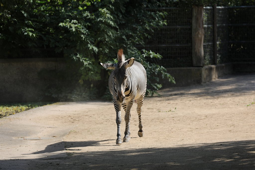 574B7732.JPG -  Grévy's zebra  ( Grevyzebra )