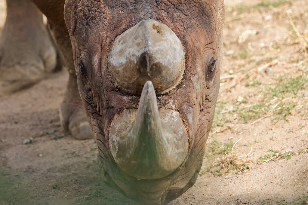574B7774_c.jpg -  Black rhinoceros  ( Spitzmaulnashorn )