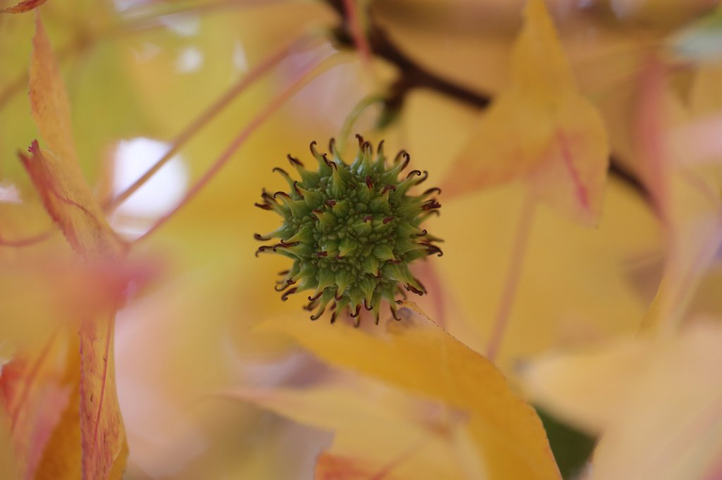 574B7910.JPG -  Liquidambar styraciflua  ( Amerikanischer Amberbaum )