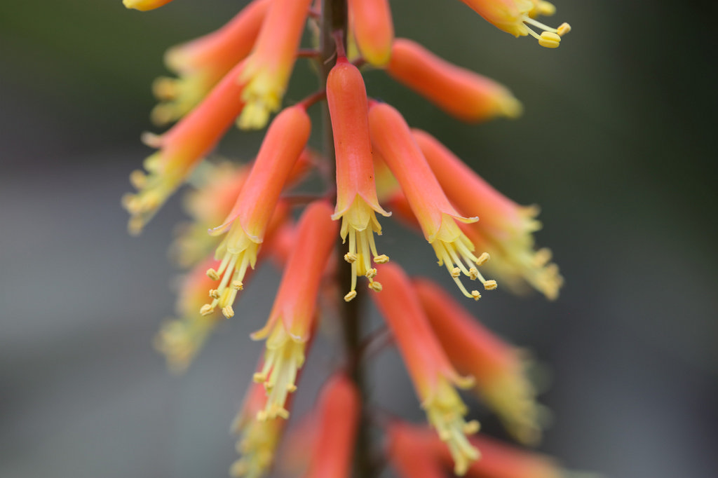 574B7925_c.jpg -  Aloiampelos tenuior 