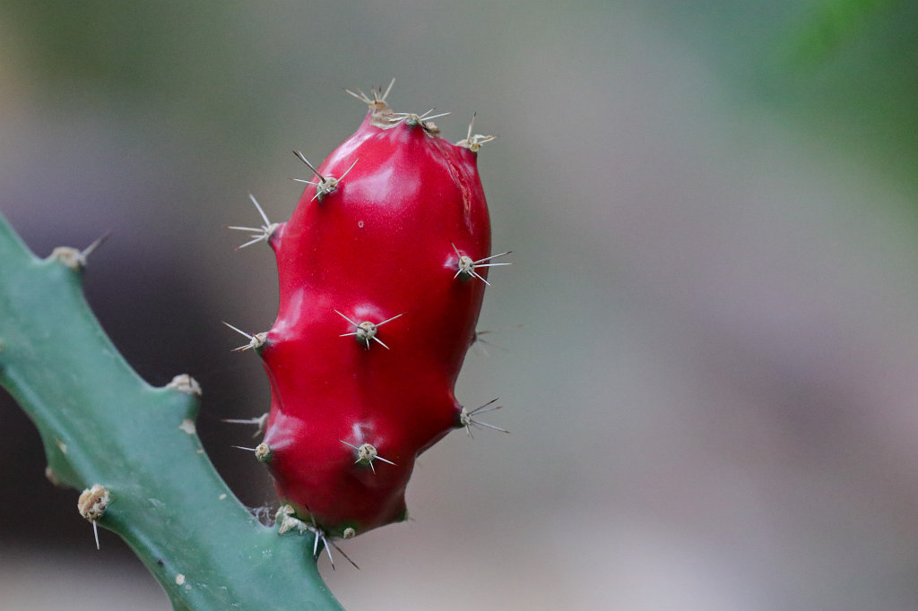 574B7939_c.jpg -  Acanthocereus tetragonus 