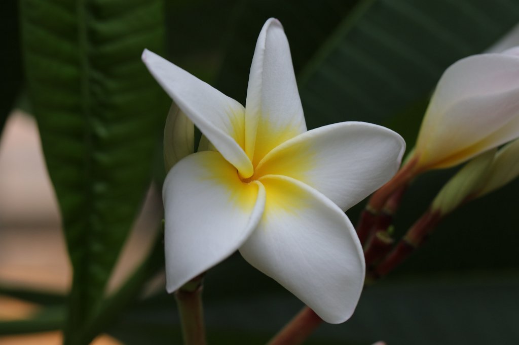 574B7947.JPG -  Frangipani  ( Plumeria )