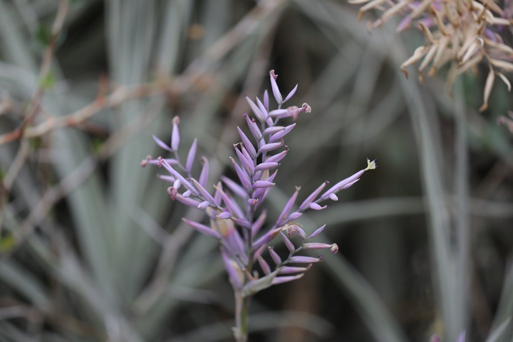 574B7953.JPG - Plant in lilac at the  Palmengarten Frankfurt 