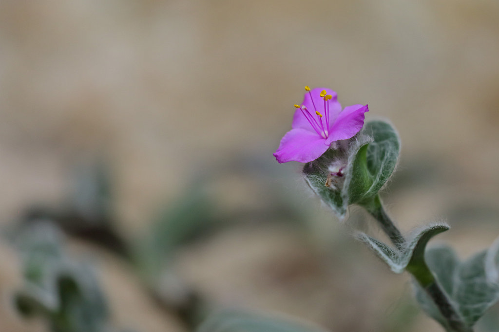 574B7955_c.jpg -  Tradescantia sillamontana  ( Dreimasterblume )