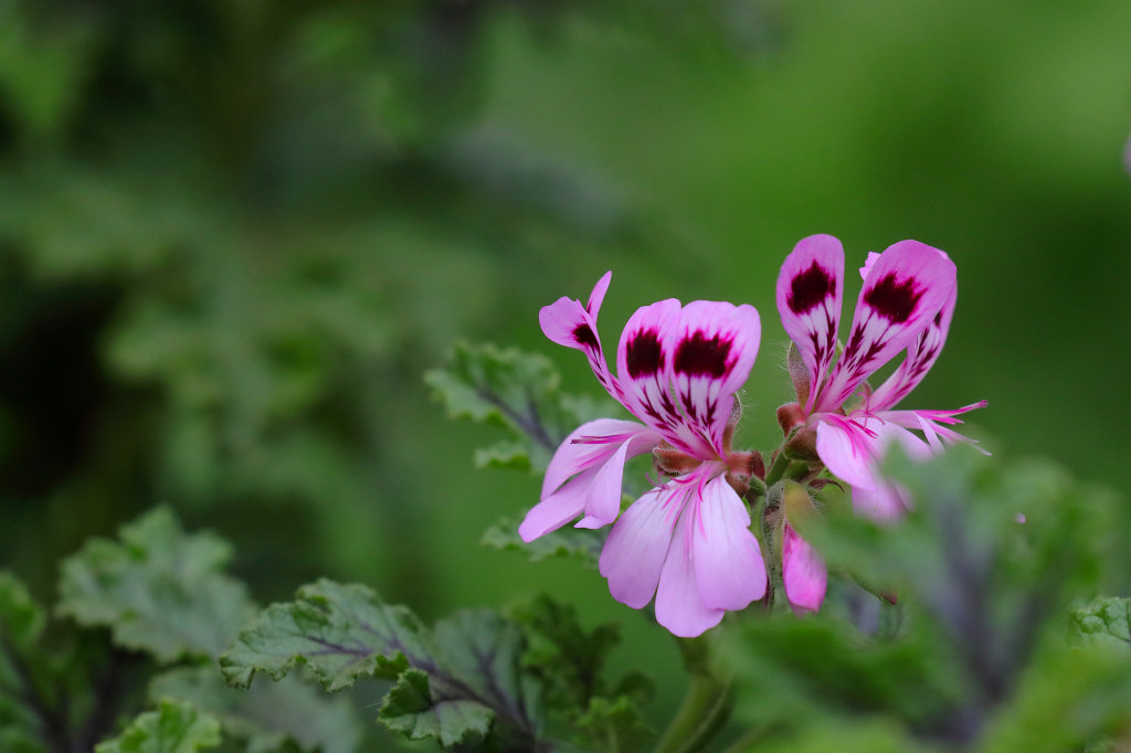 574B8001_c.jpg - Flower at the  Palmengarten Frankfurt 