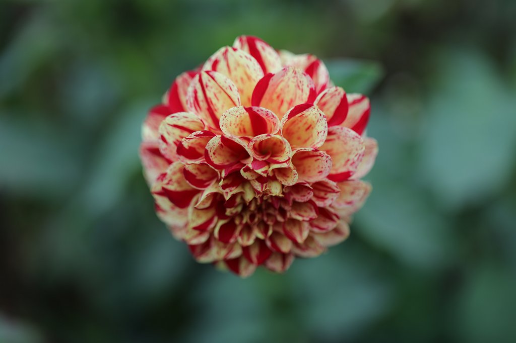 574B8036.JPG -  Dahlia  ( Dahlie )