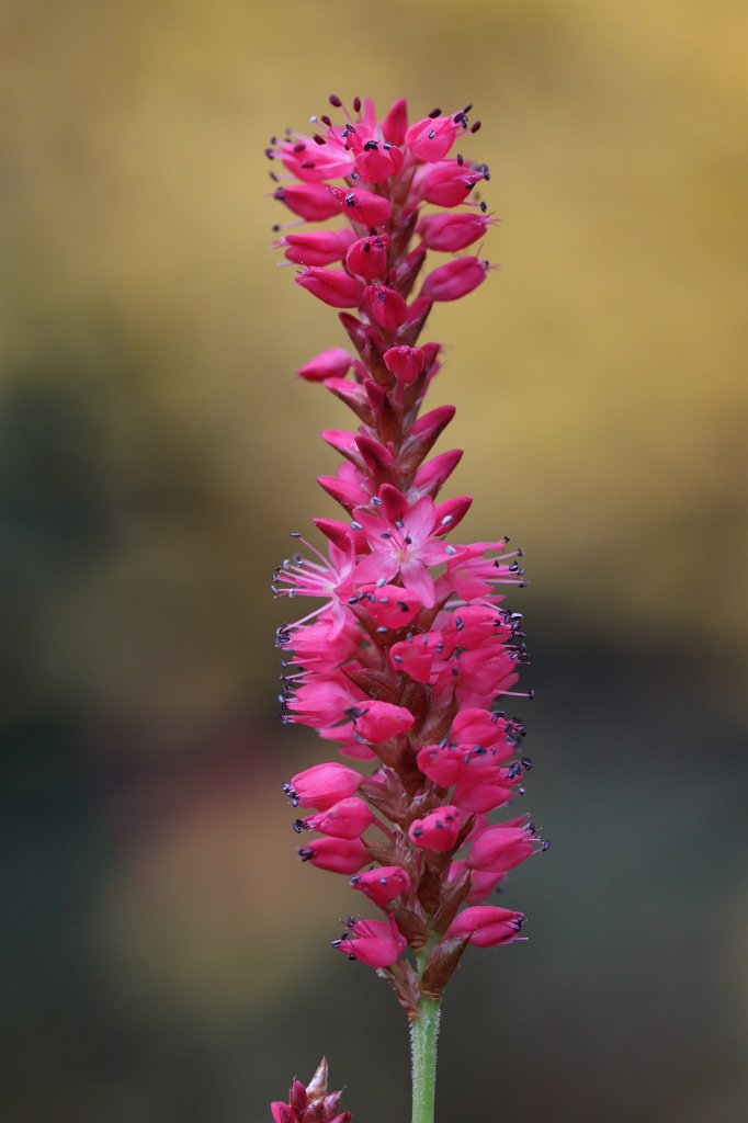 574B8046.JPG - Flower at the  Palmengarten Frankfurt 