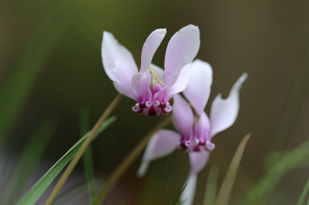 574B8064.JPG -  Cyclamen  ( Alpenveilchen )