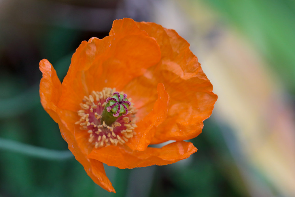 574B8080_c.jpg -  Poppy  ( Klatschmohn )