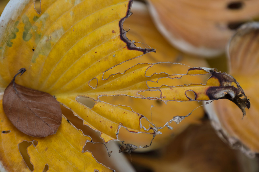 574B8087_c.jpg - Foliage