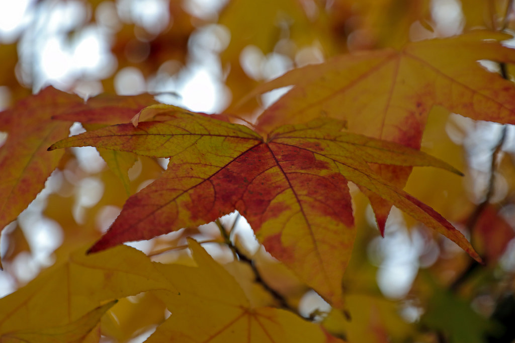 574B8089_c.jpg - Foliage