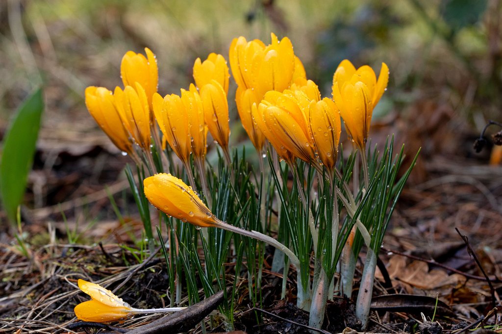 574B8698_c.jpg -  Crocus  ( Krokus )