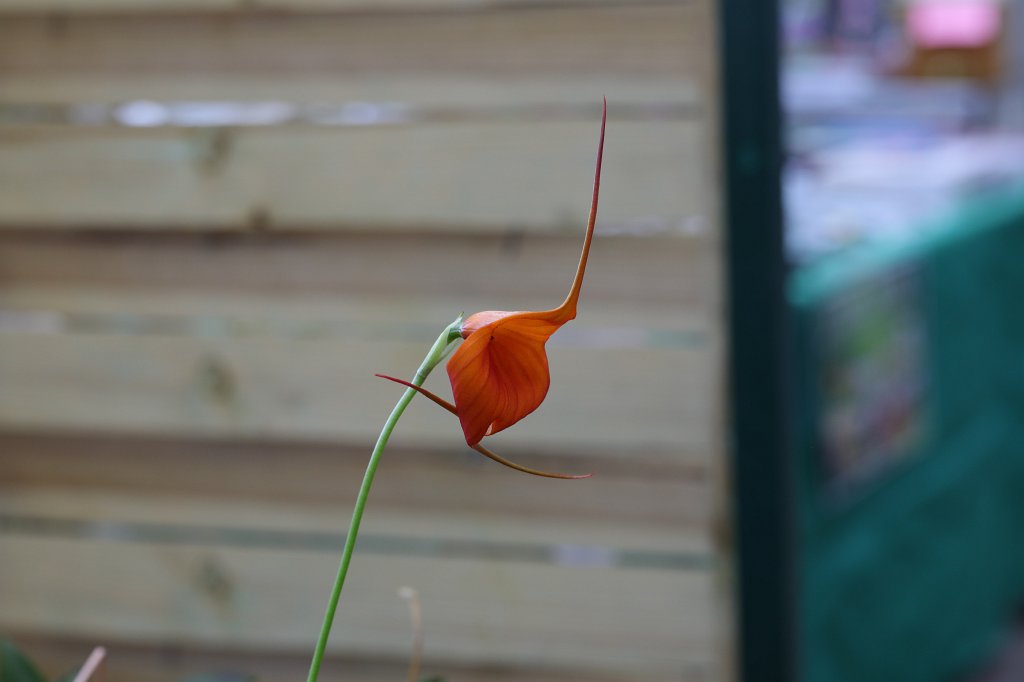 574B8702.JPG -  Orchid  in the  Palmengarten Frankfurt  ( Orchidee  im  Palmengarten Frankfurt )