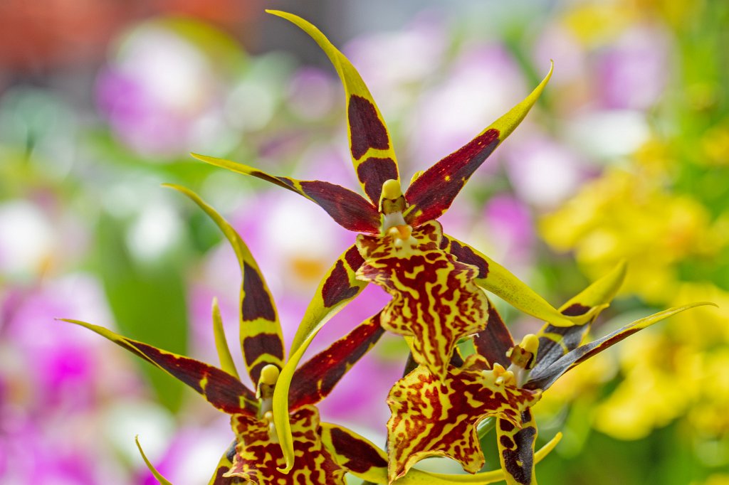 574B8714_c.jpg -  Orchid  in the  Palmengarten Frankfurt  ( Orchidee  im  Palmengarten Frankfurt )