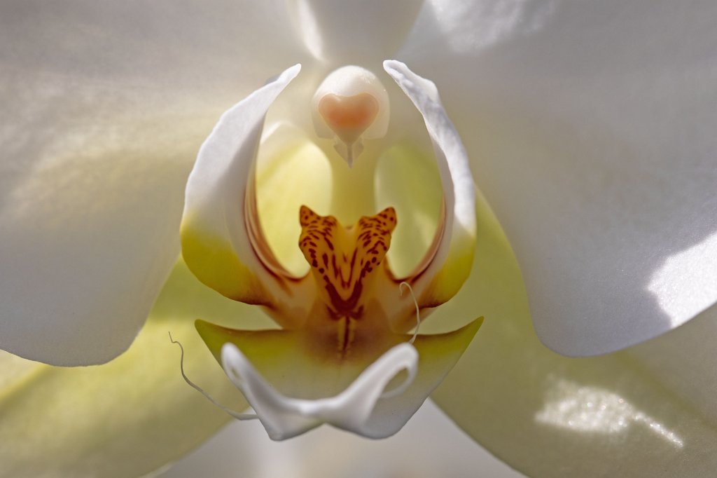 574B8725_c.jpg -  Orchid  in the  Palmengarten Frankfurt  ( Orchidee  im  Palmengarten Frankfurt )