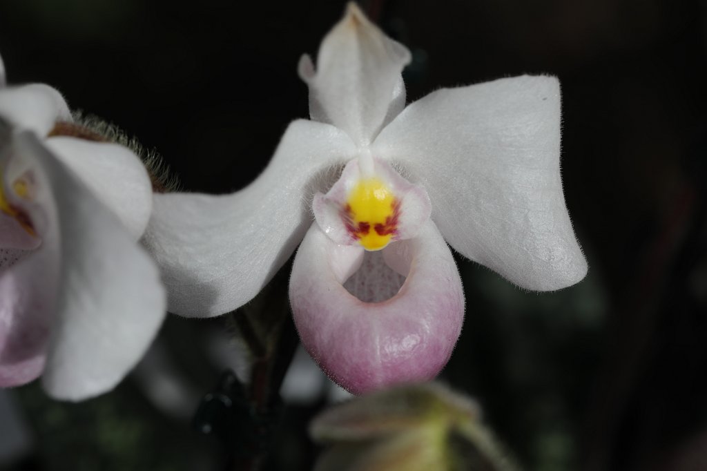 574B8726.JPG -  Lady's slipper orchid  in the  Palmengarten Frankfurt  ( Frauenschuh Orchidee  im  Palmengarten Frankfurt )
