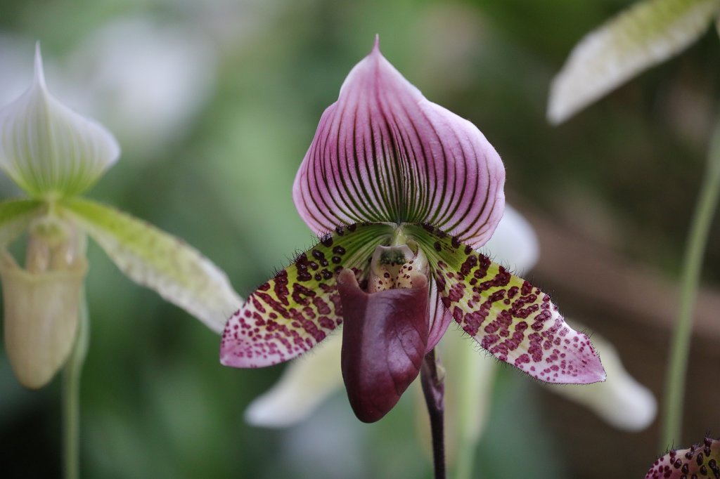 574B8753.JPG -  Lady's slipper orchid  in the  Palmengarten Frankfurt  ( Frauenschuh Orchidee  im  Palmengarten Frankfurt )