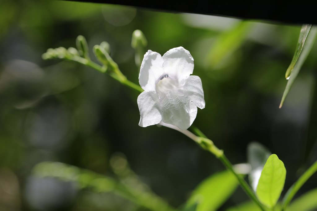574B8764.JPG - Flower in the  Palmengarten Frankfurt  (Blume im  Palmengarten Frankfurt )