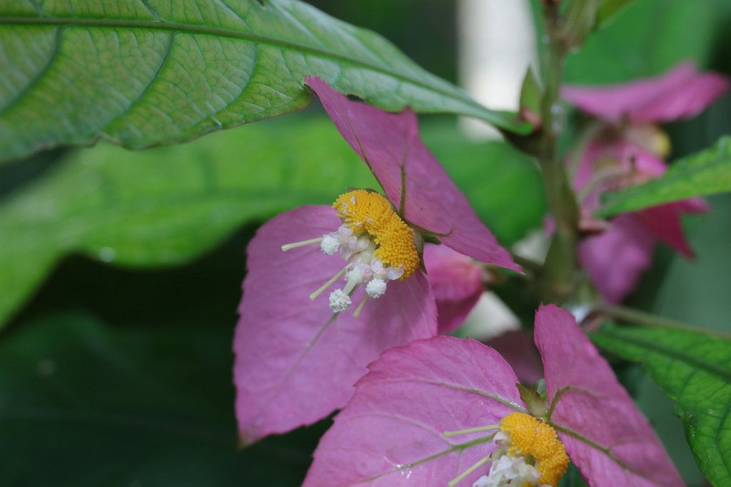 574B8766.JPG - Flower in the  Palmengarten Frankfurt  (Blume im  Palmengarten Frankfurt )