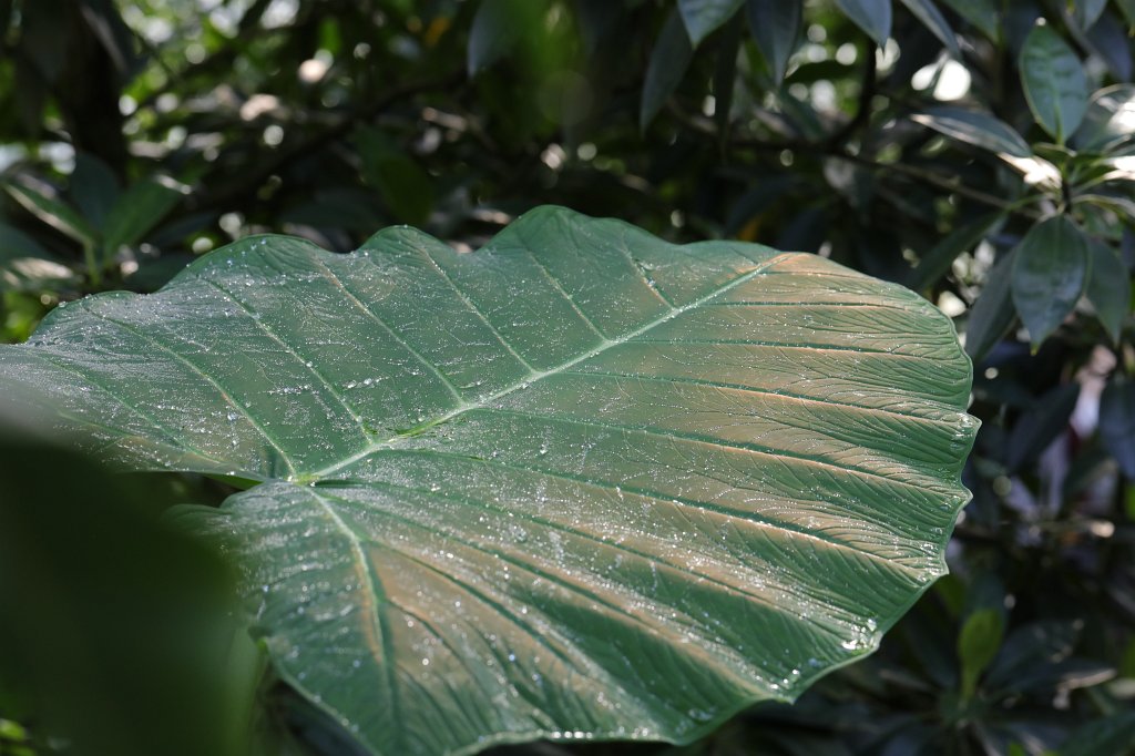 574B8769.JPG - Leaf in the  Palmengarten Frankfurt Blatt im  Palmengarten Frankfurt )