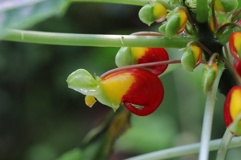 574B8777.JPG -  Impatiens niamniamensis 