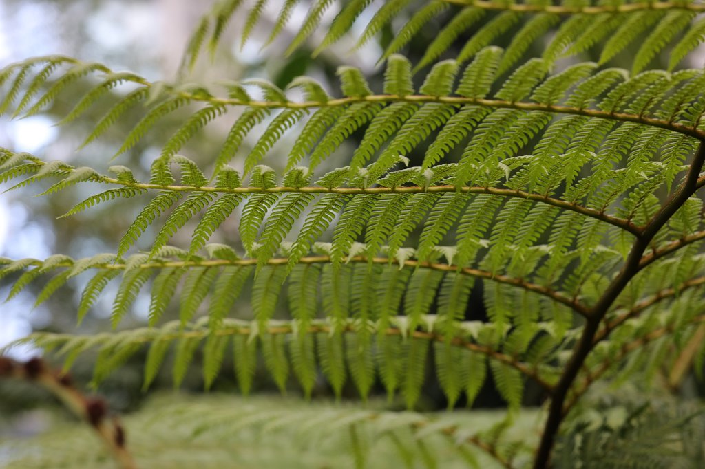 574B8787.JPG - Fern