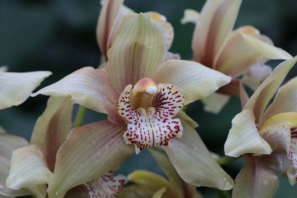 574B8788.JPG - Flower in the  Palmengarten Frankfurt  (Blume im  Palmengarten Frankfurt )