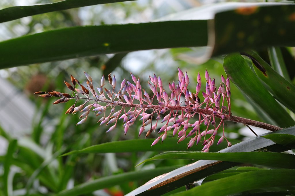574B8797.JPG -  Aechmea spectabilis  in the  Palmengarten Frankfurt 