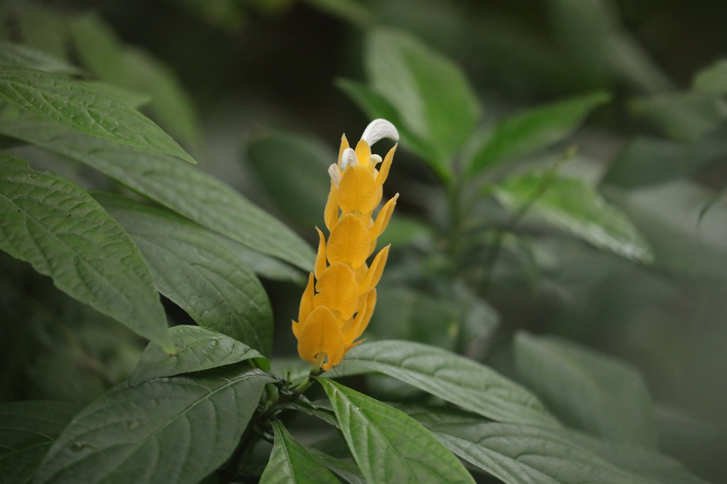 574B8812.JPG -  Pachystachys lutea  in the  Palmengarten Frankfurt  (Goldähre im  Palmengarten Frankfurt )