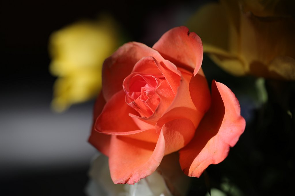 574B8837.JPG -  Rose  ( Rose )