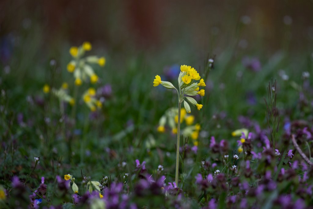 574B8909_c.jpg -  Cowslip  ( Schlüsselblume )