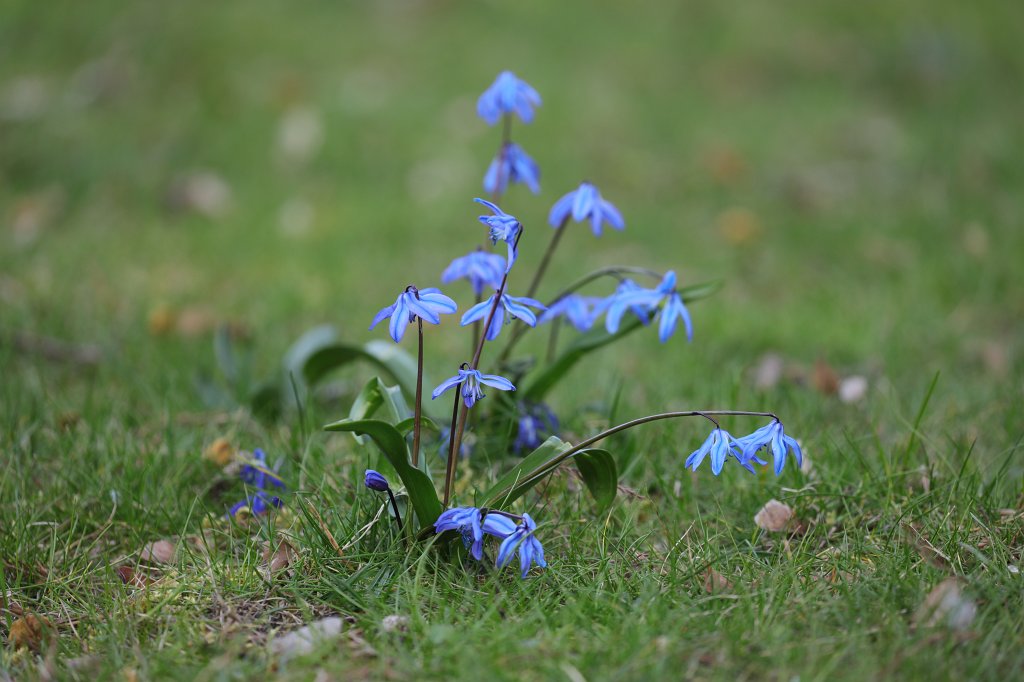 574B8910.JPG -  Scilla  ( Blaustern )