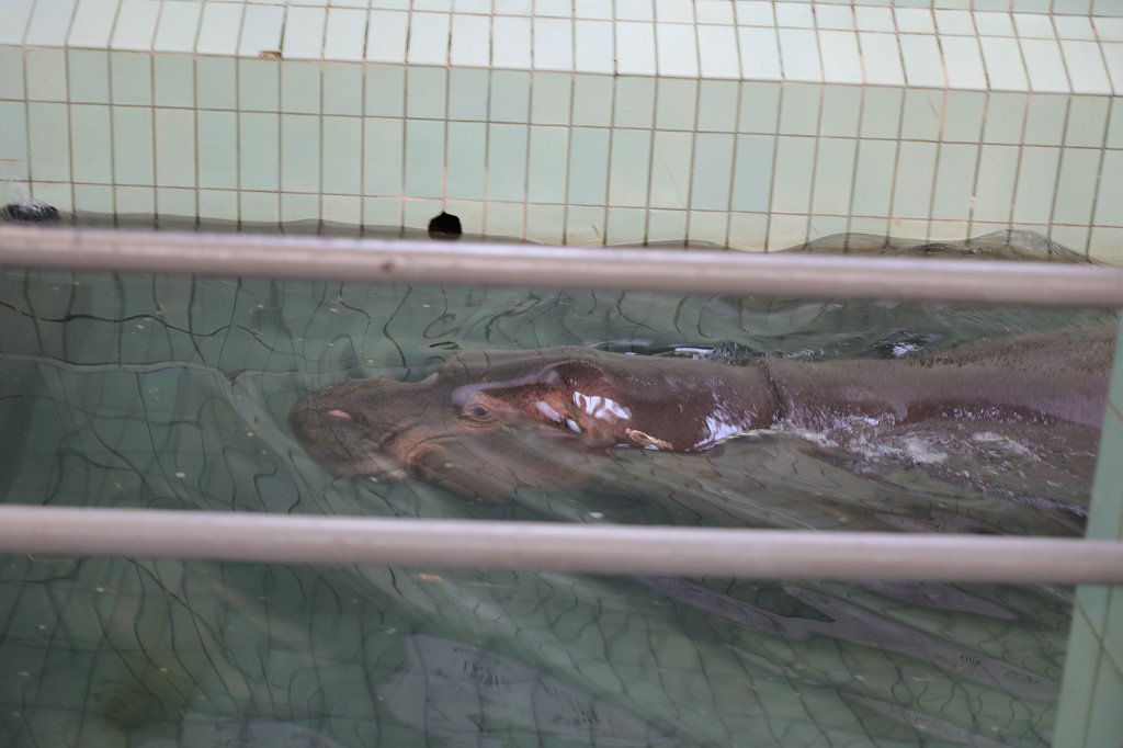 574B8953.JPG -  Hippopotamus  ( Flusspferd )