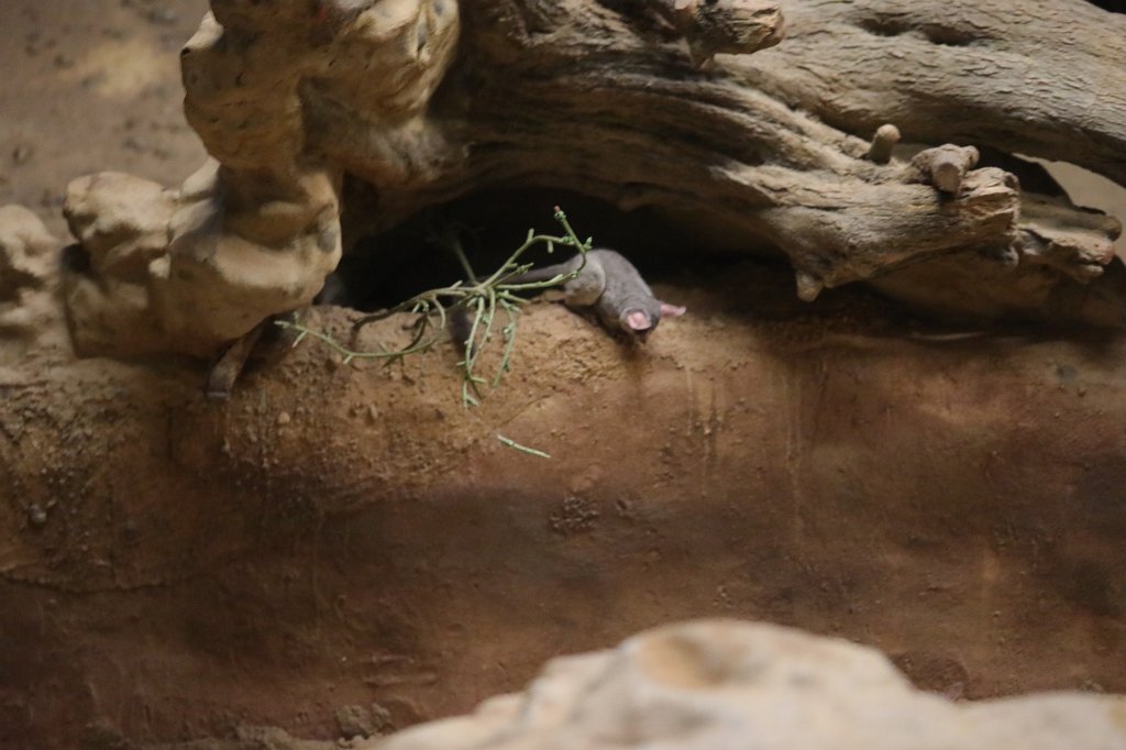 574B8981.JPG -  Somali bushbaby  ( Somalia-Galago )