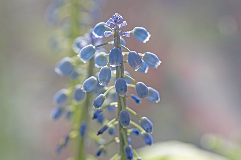 574B8585_c.jpg -  Grape hyacinth  ( Traubenhyazinthen )