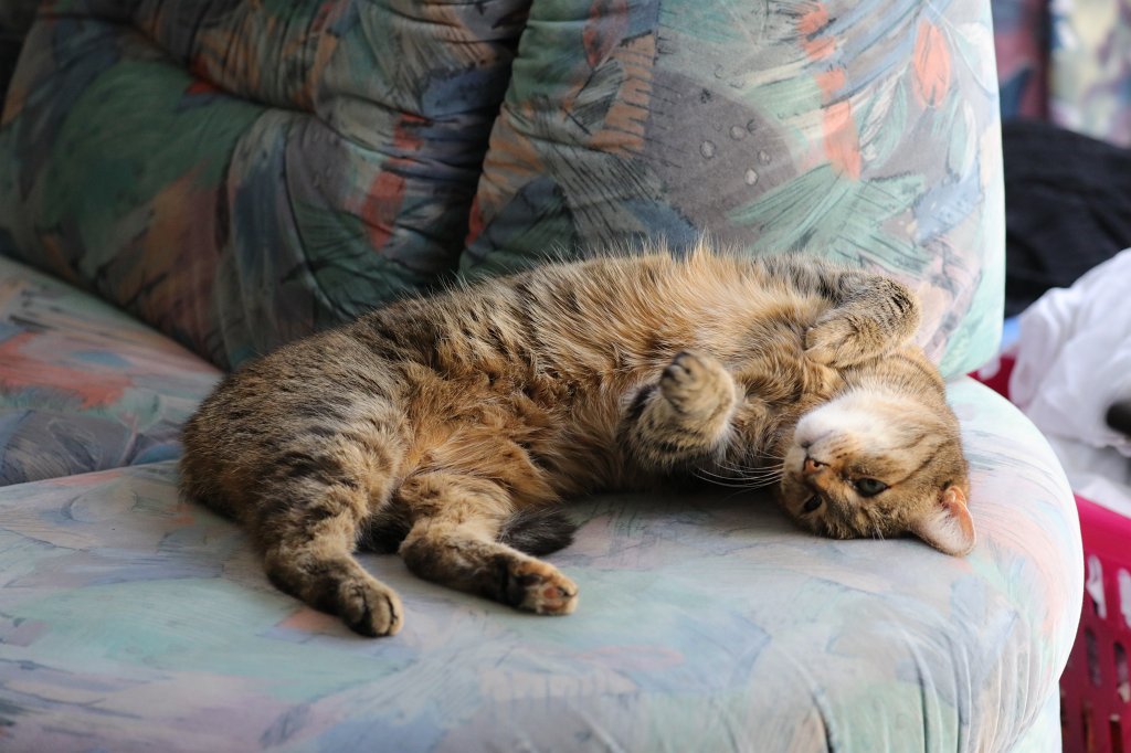 574B8621.JPG - Cat Emily