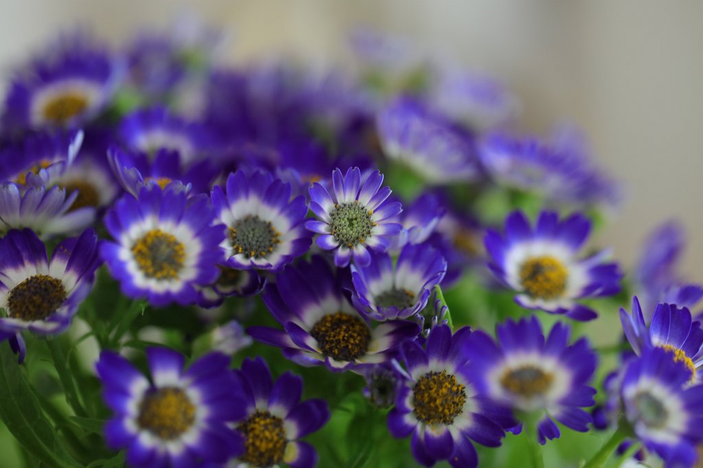 574B8656.JPG - Flowers