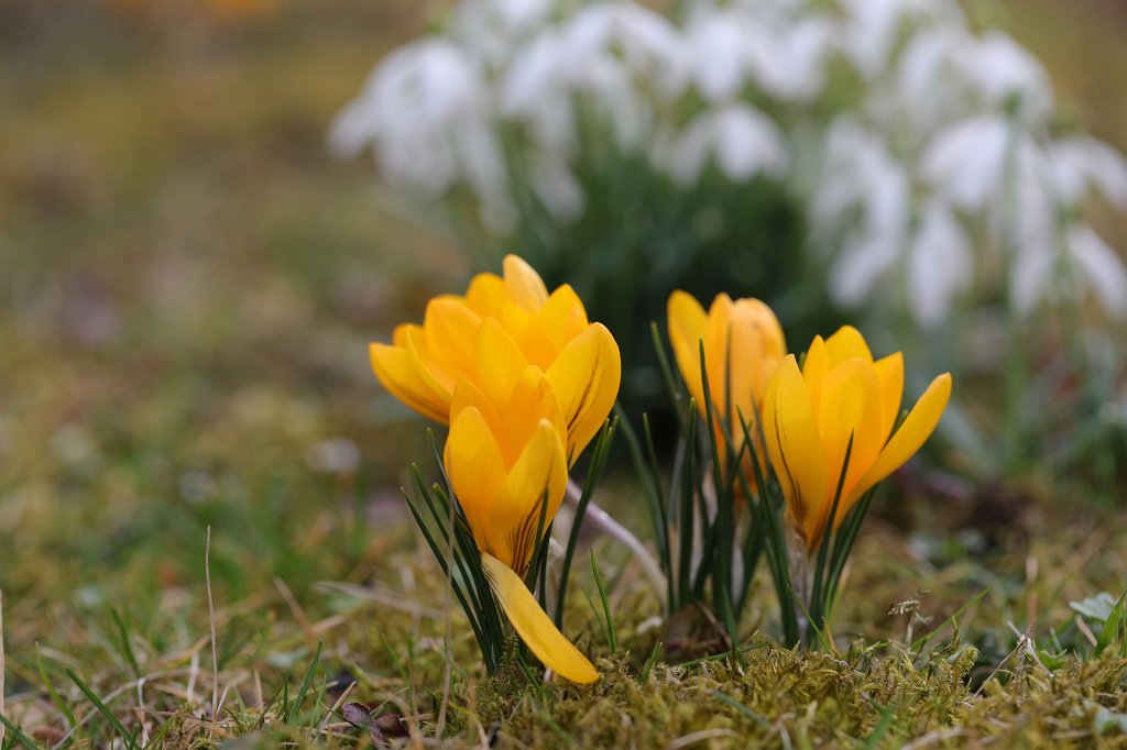 574B8657.JPG -  Crocus  ( Krokus )
