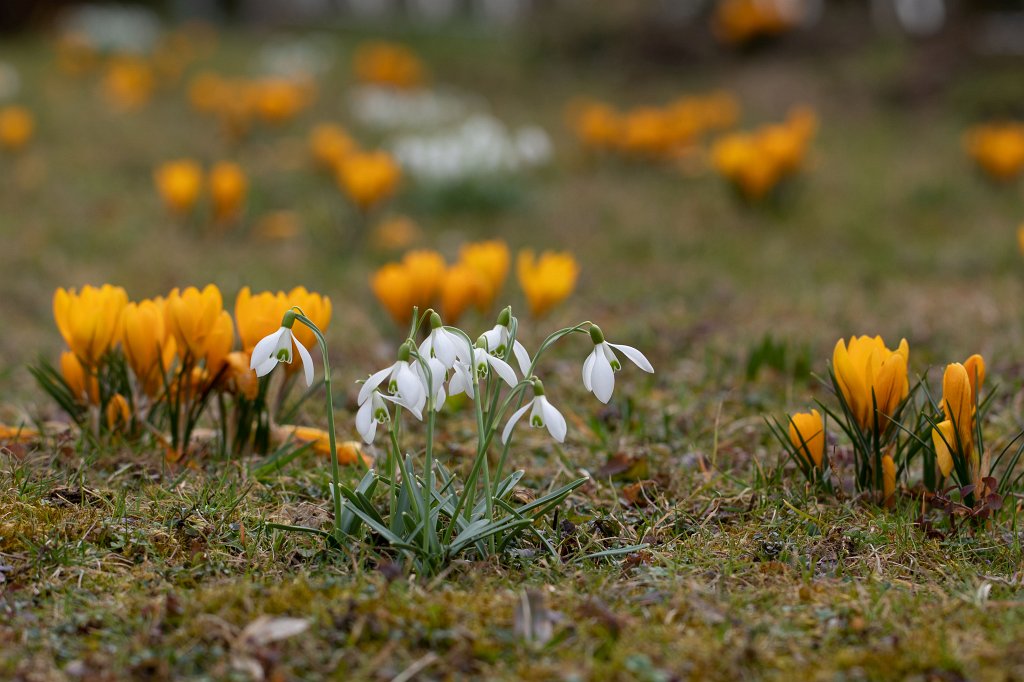 574B8660_c.jpg -  Snowdrop  ( Schneeglöckchen )