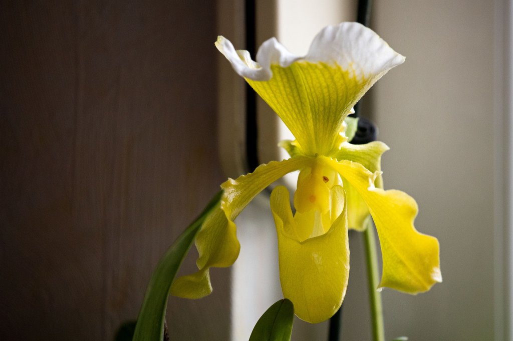 574B8697_c.jpg - Orchid