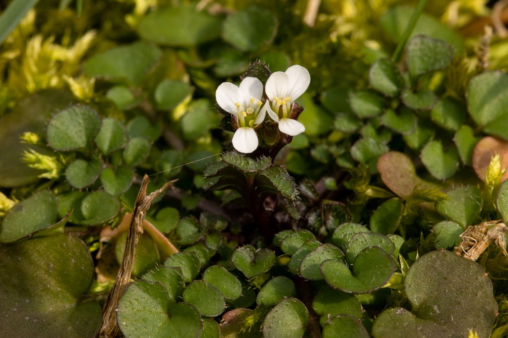 574B8844_c.jpg - Small flower in the lawn