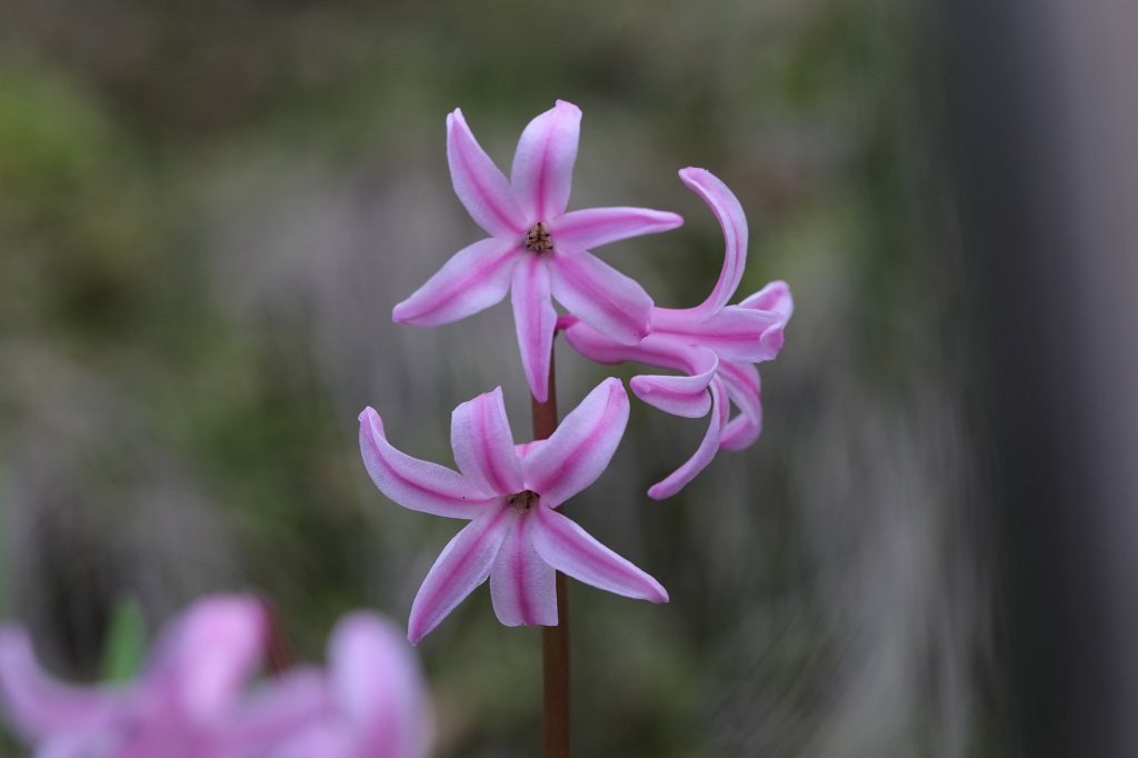 574B9038.JPG -  Hyacinth  ( Hyazinth )