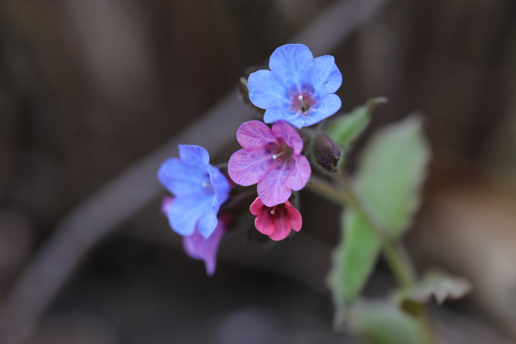 574B9041.JPG -  Lungwort  ( Lungenkraut )
