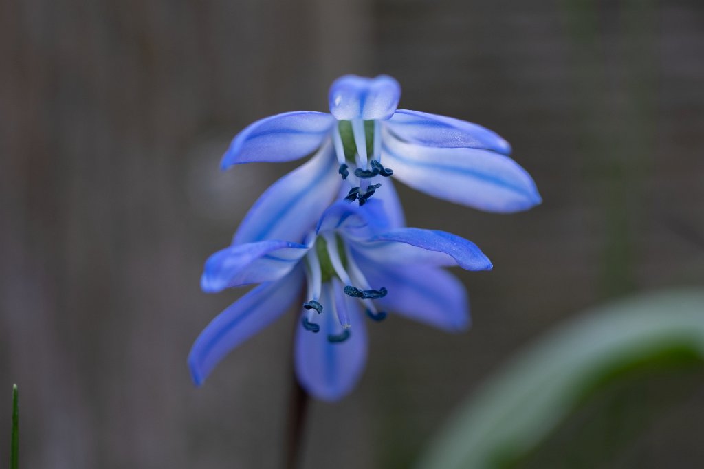 574B9043_c.jpg -  Scilla  ( Blaustern )