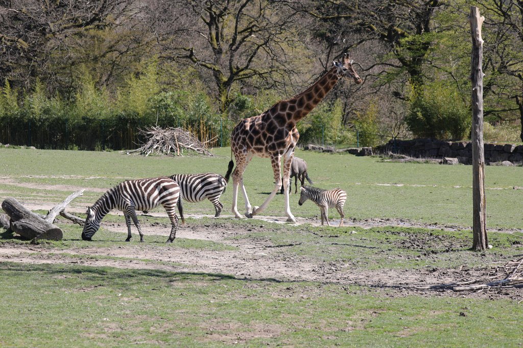 574B9066.JPG -  Grant's zebra  ( Böhm-Zebra )